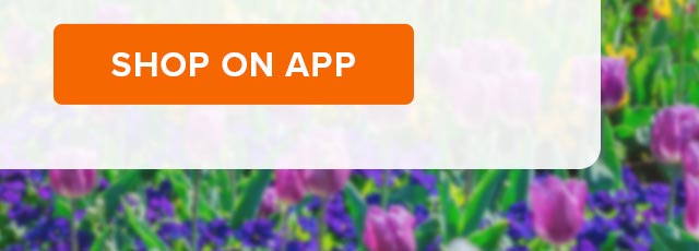 SHOP ON APP